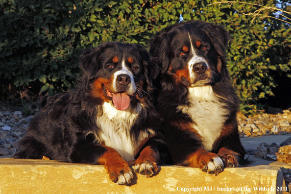 Bernese Mountain Dogs.