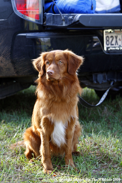 Nova Scotia duck tolling retriever
