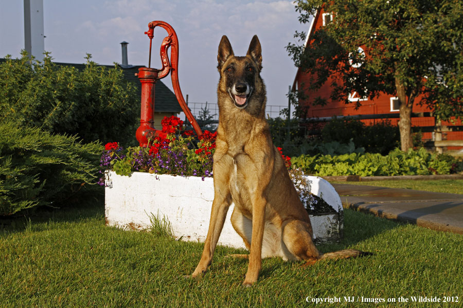 Malinois in yard.