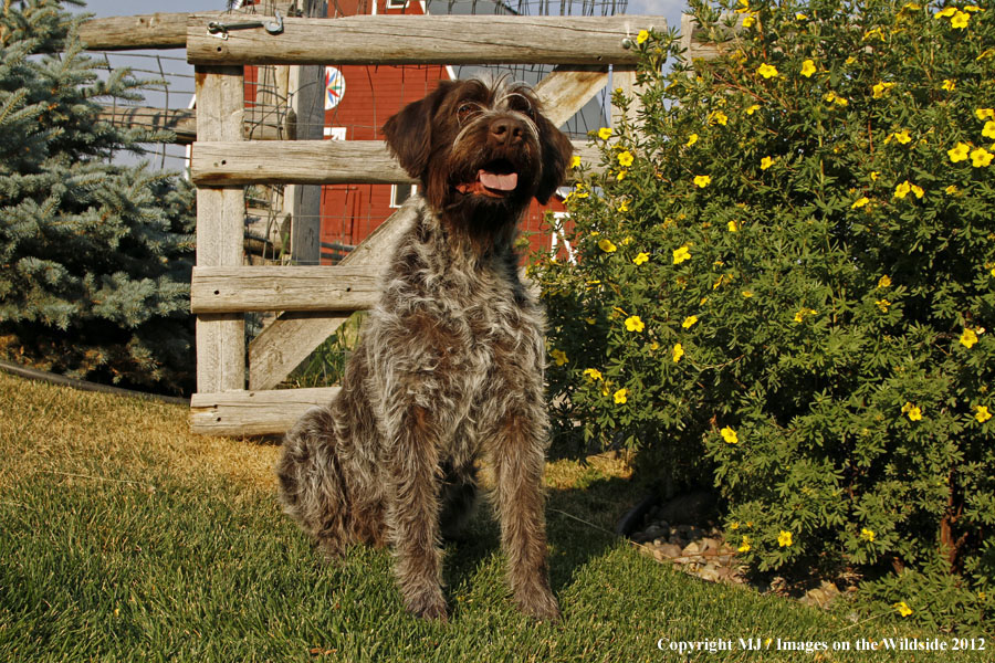 Wirehaired Pointing Griffon in yard.