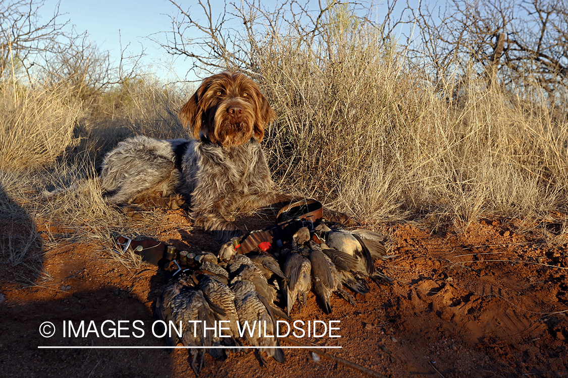 Wirehaired Pointing Griffon with bagged desert quail.