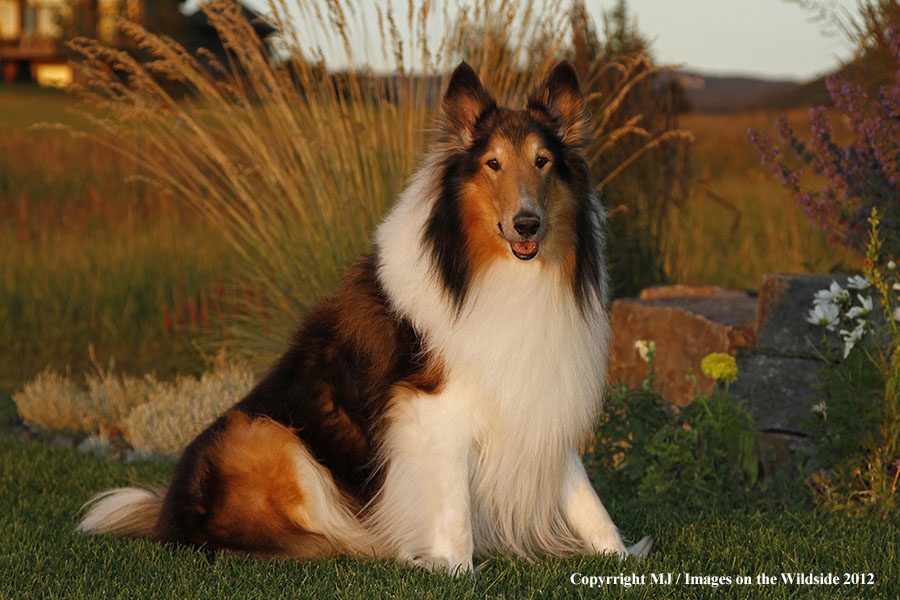 Collie in yard.