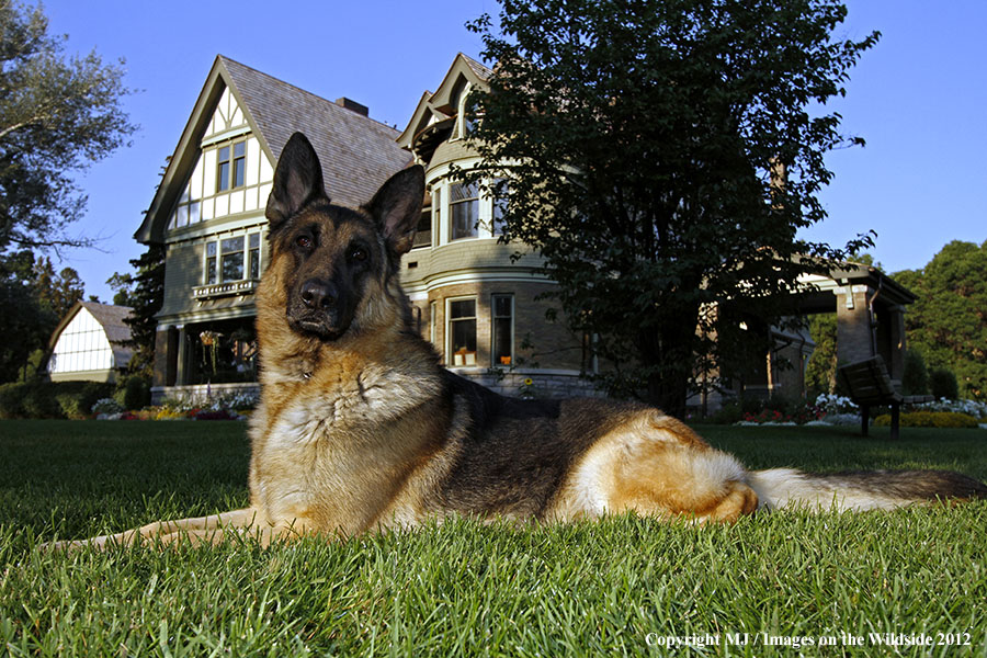German Shepherd