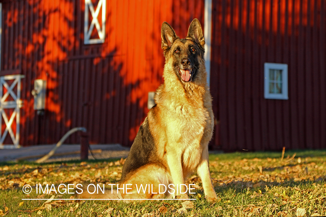 German Shepherd in front of red barn.