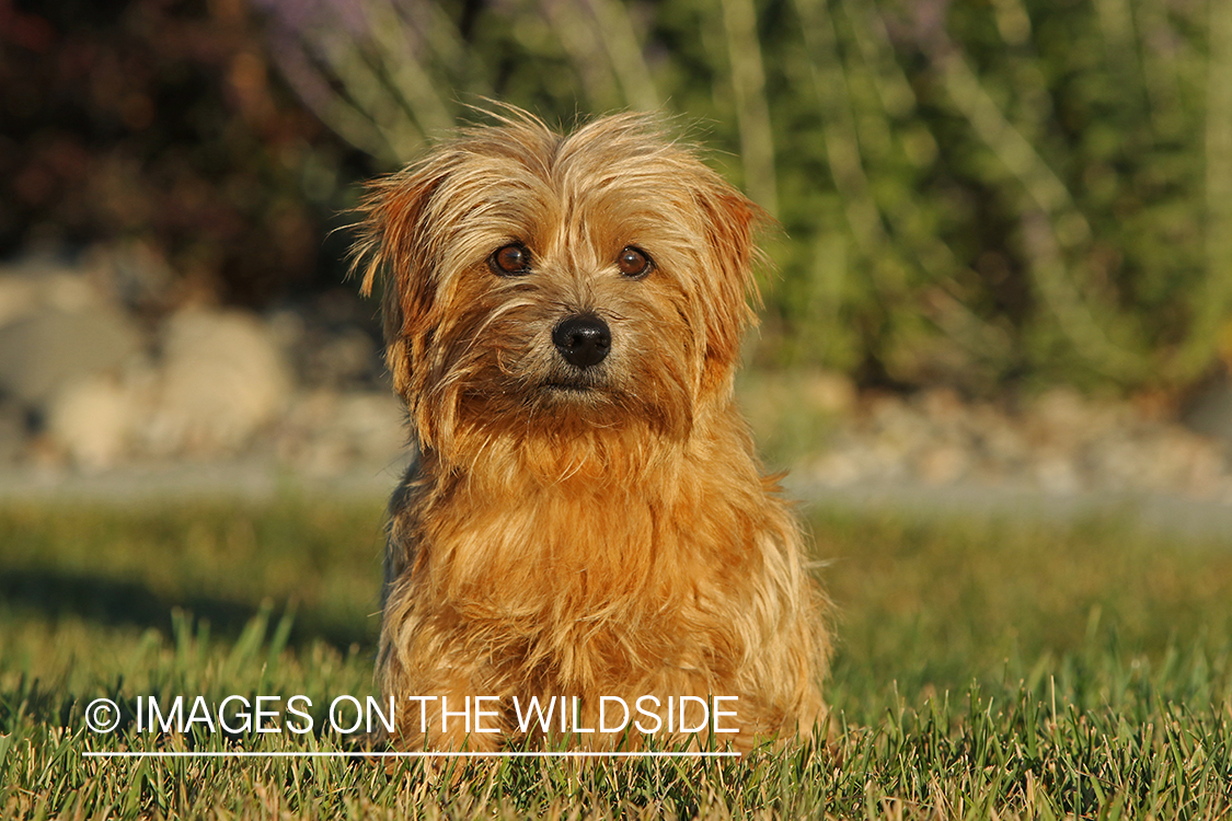 Norfolk Terrier sitting in grass.