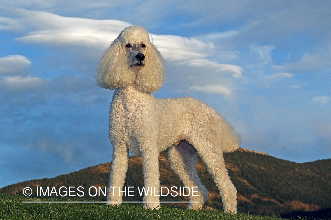 Standard Poodle in grass.