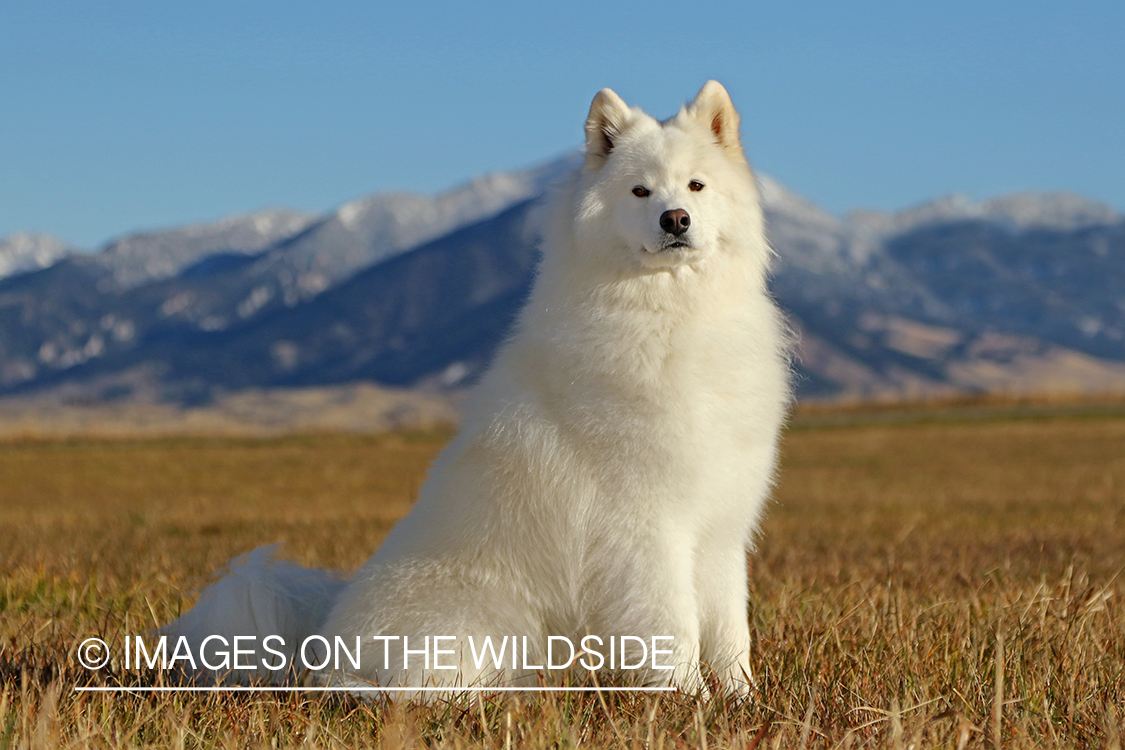 Samoyed sitting in field in front of mountains.