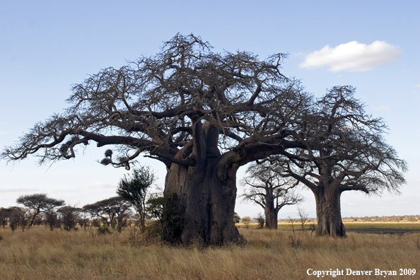 African Baobab trees