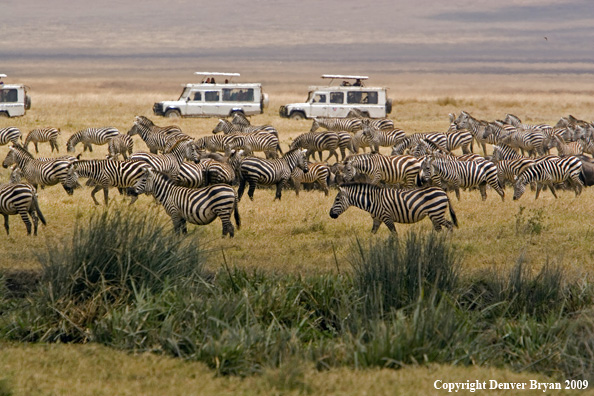 Burchell's Zebras on African safari.