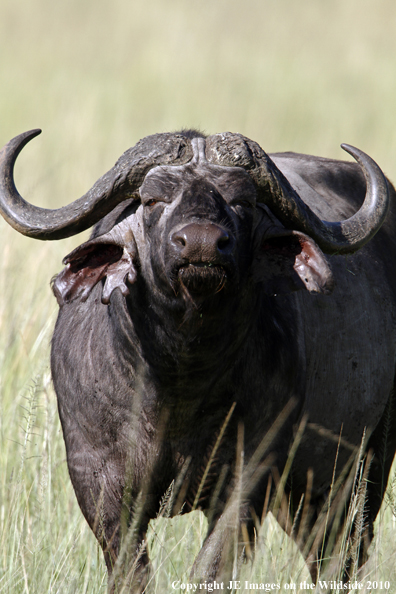 Cape buffalo in habitat, Kenya, Africa.