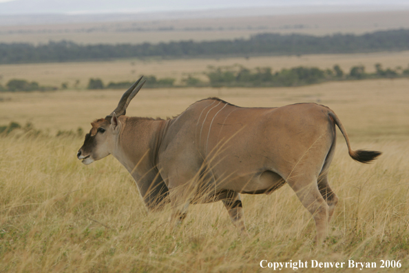 African Eland on plains