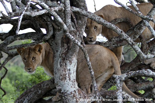 African Lionesses 