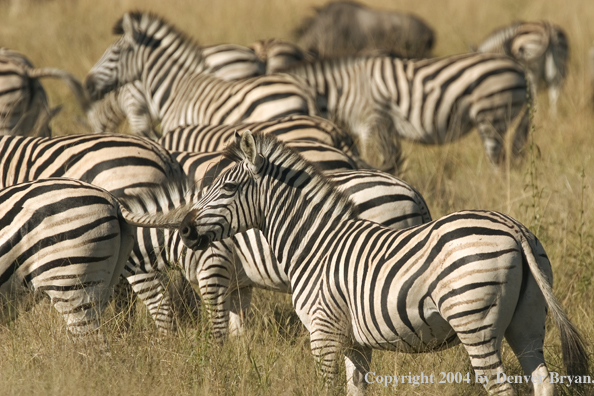 Herd of Burchell's Zebra.  Africa.