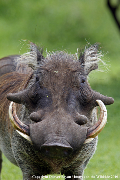 African Warthog