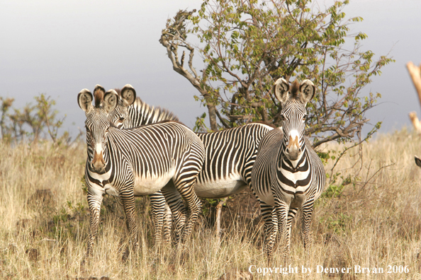 Grevy's Zebra