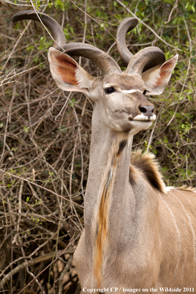 Kudu in habitat. 