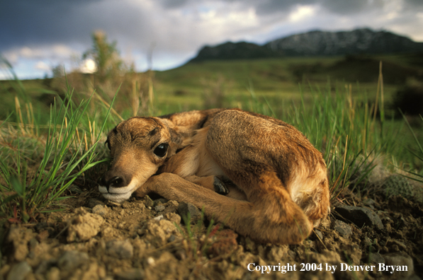 Pronghorn antelope fawn