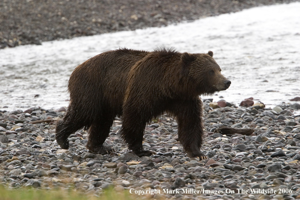 Grizzly bear in habitat.
