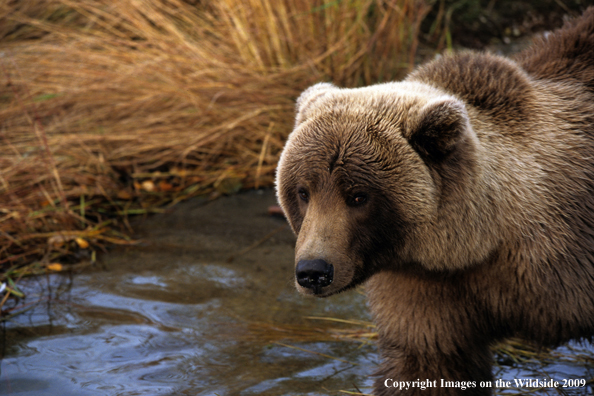 Brown/Grizzly Bear in habitat
