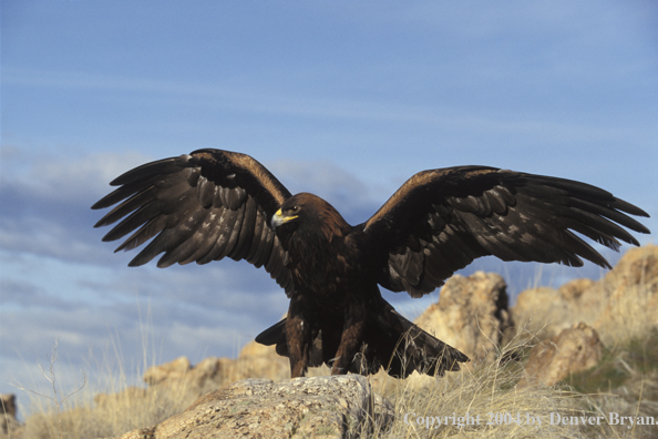 Golden eagle.
