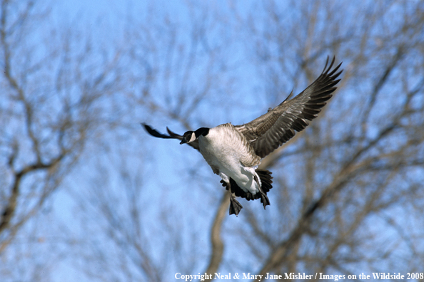 Canadian Goose in Flight