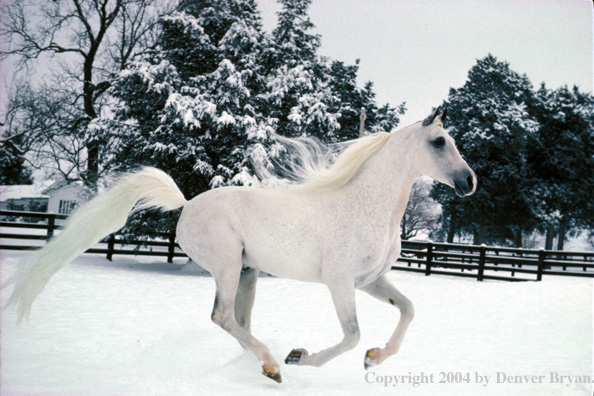 Arabian horse.