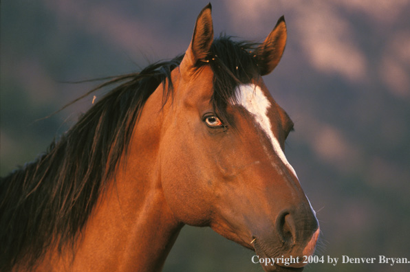 Quarter horse in pasture.