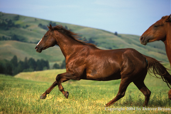 Quarter horses in pasture.