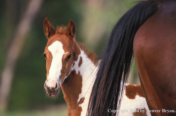 Paint horse and foal in pasture. 