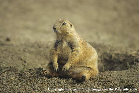 Prairie Dog