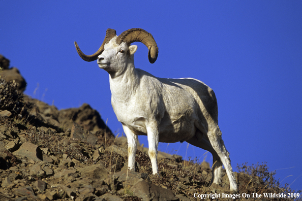 Dall Sheep
