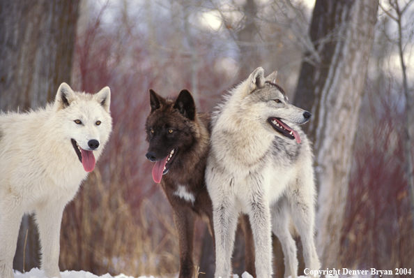 Gray wolf in winter habitat.