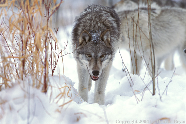 Gray wolves in winter habitat.
