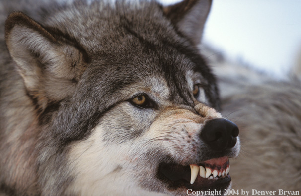 Gray wolf snarling/growling (closeup).