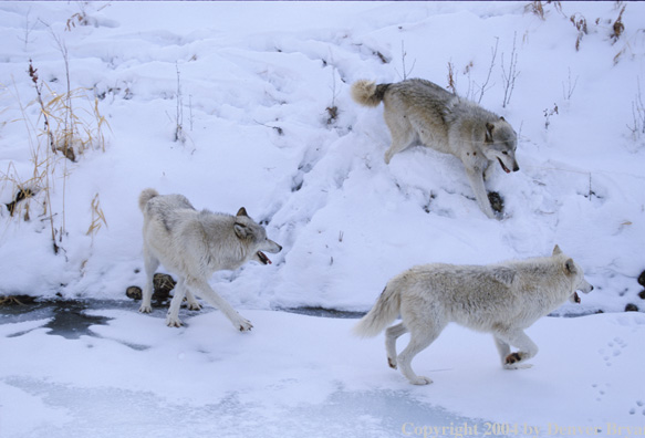 Gray wolves in winter habitat.