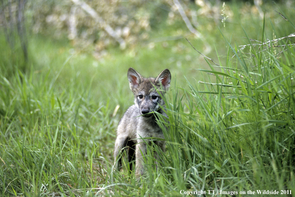 Gray wolf pup 