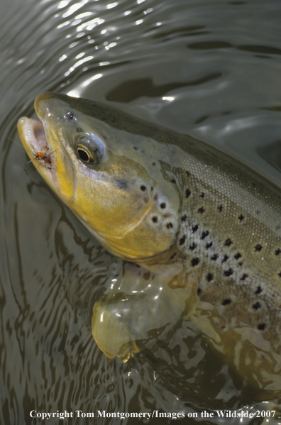 Brown Trout