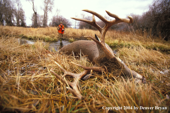 Hunter approaching downed white-tailed deer.