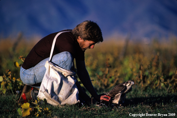 Falconer with Falcon and Prey