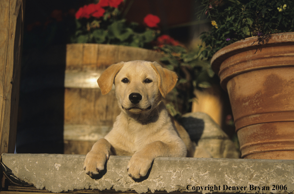 Yellow labrador retriever puppy.