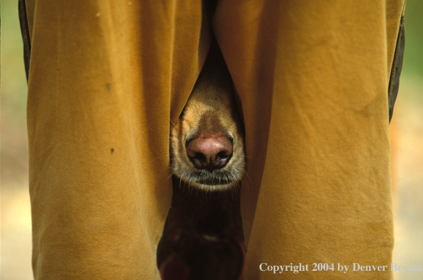 Golden Retriever looking from behind hunter.
