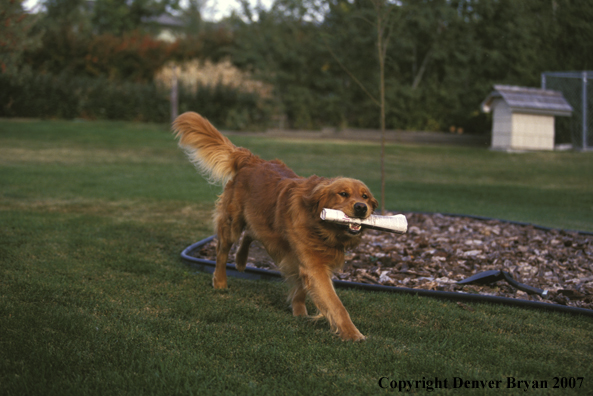 Golden Retriever with newspaper.