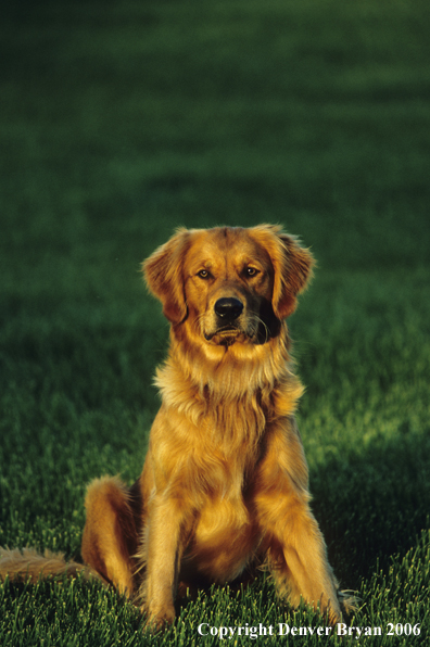 Golden Retriever