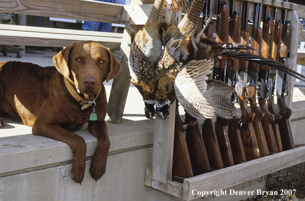 Chesapeake Bay Retriever on porch