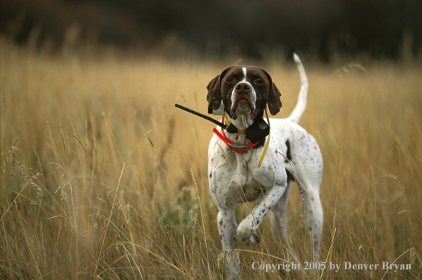 English Pointer.
