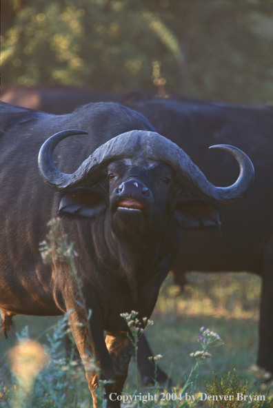 Cape Buffalo in habitat.