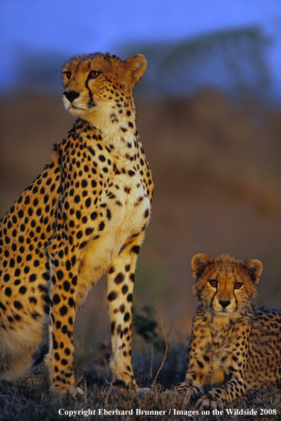 Cheetah with young