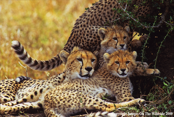 Cheetah with her Young