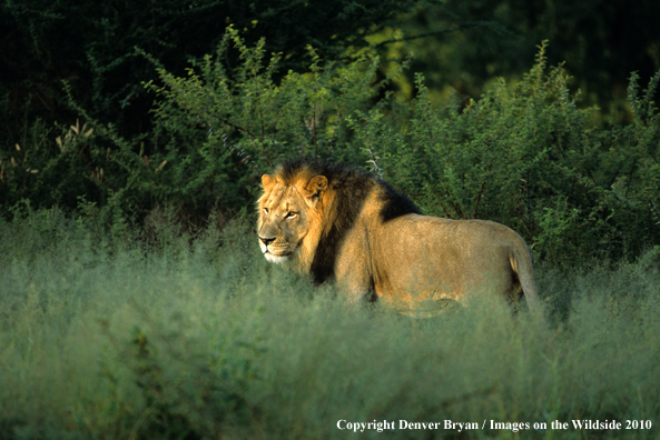 African Lion in habitat.