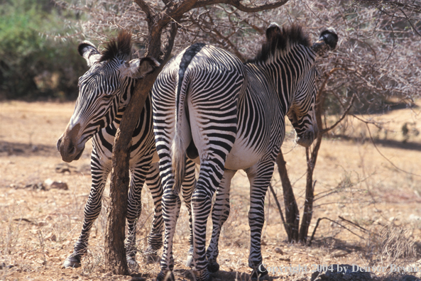 Grevy's zebra in field.  Kenya, Africa.